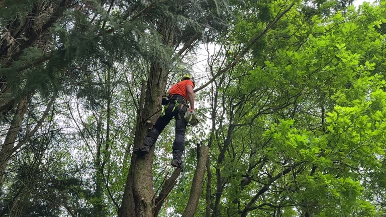 How Our Tree Care Process Works  in Lac Du Flambeau, WI